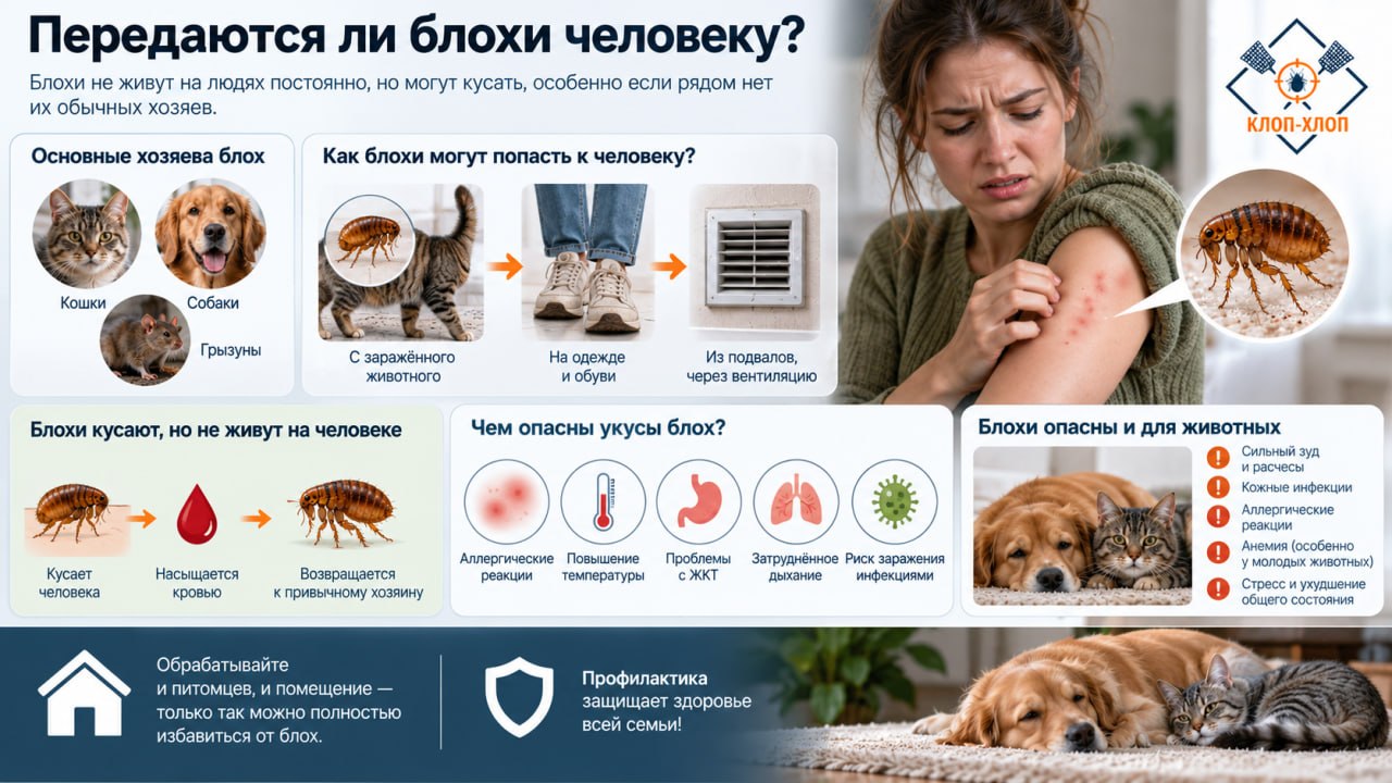 Передаются ли блохи человеку